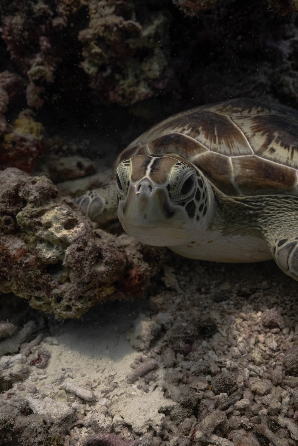 photo for Half Day Tour