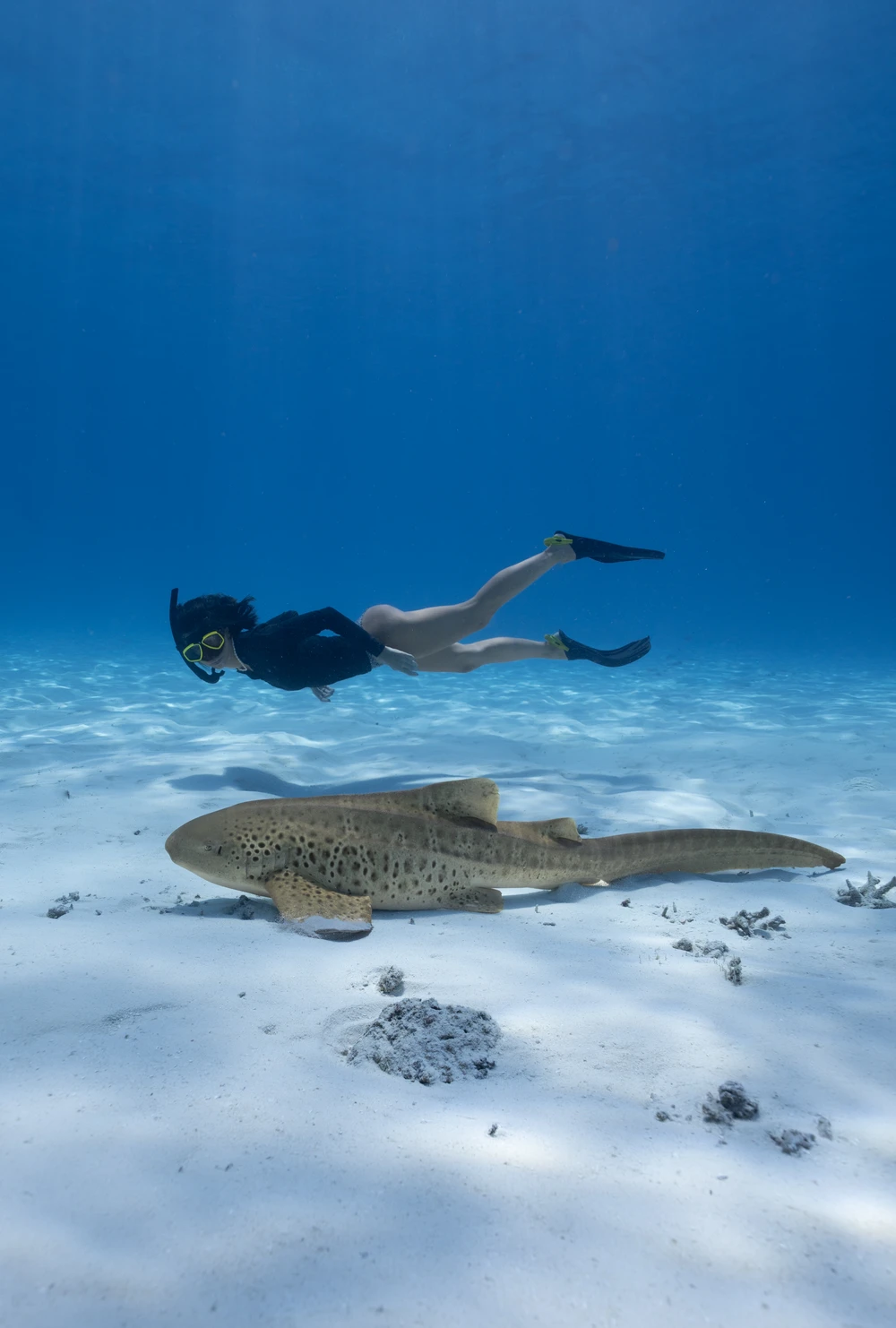 photo for Leopard Shark Trip 