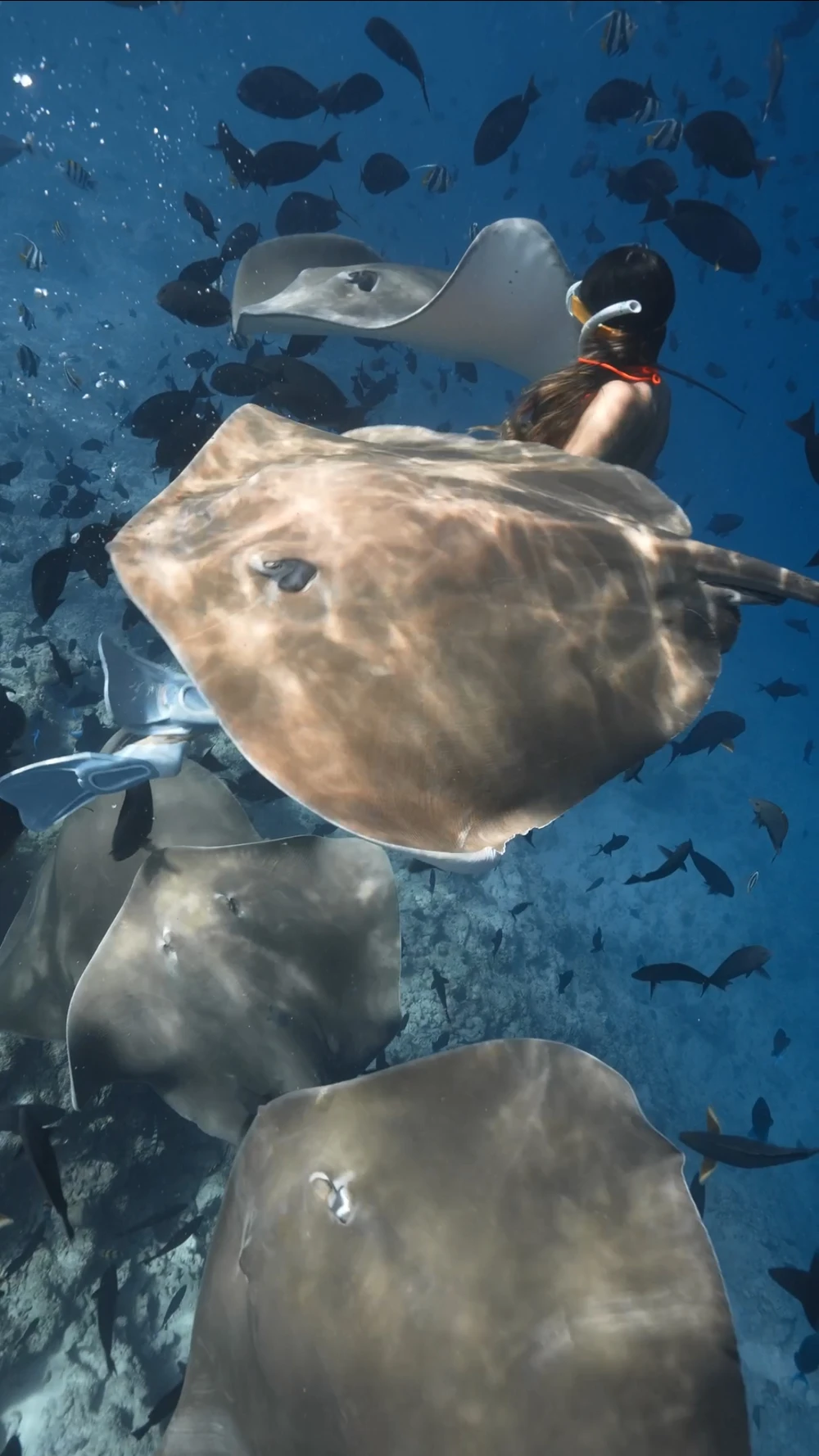 photo for Fishtank and Embudu Sharks