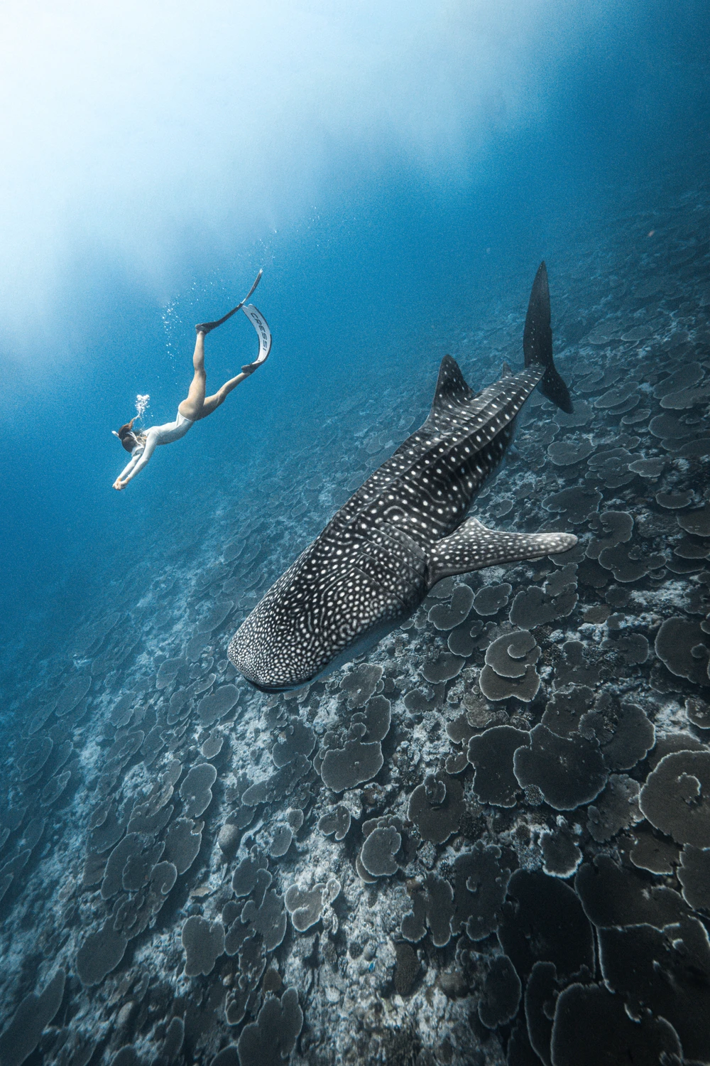 photo for Whale Shark and Manta Tour 
